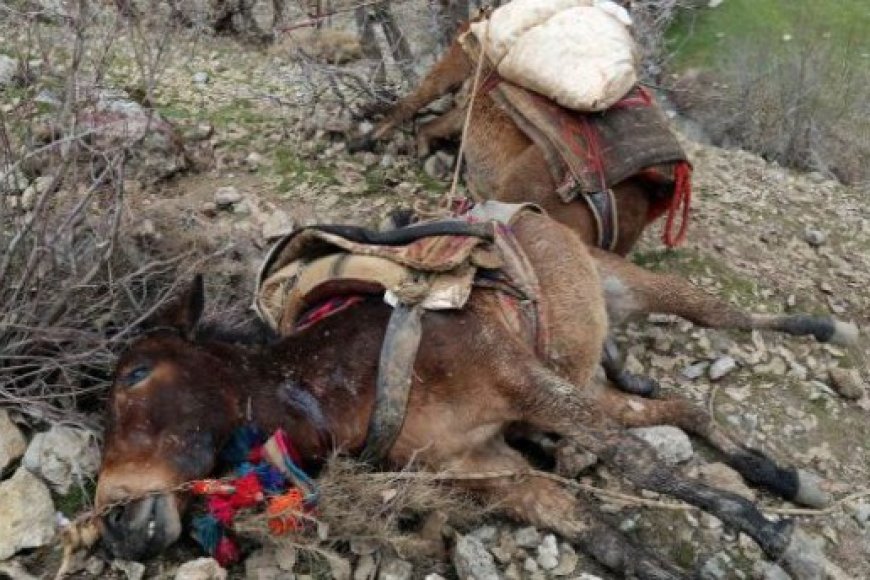 Qileban / Uludere Köylerinde Öldürülen Katırlara İlişkin Rapor