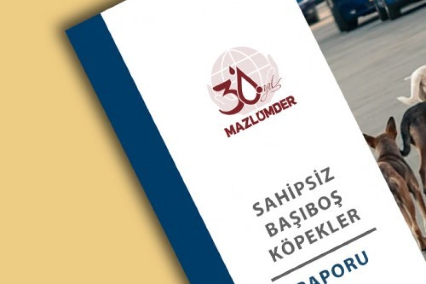 Sahipsiz Başıboş Köpekler Raporu