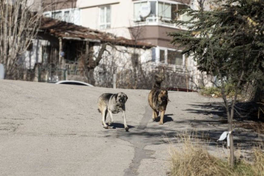 Başıboş Köpek Sorunu Devam Ediyor!
